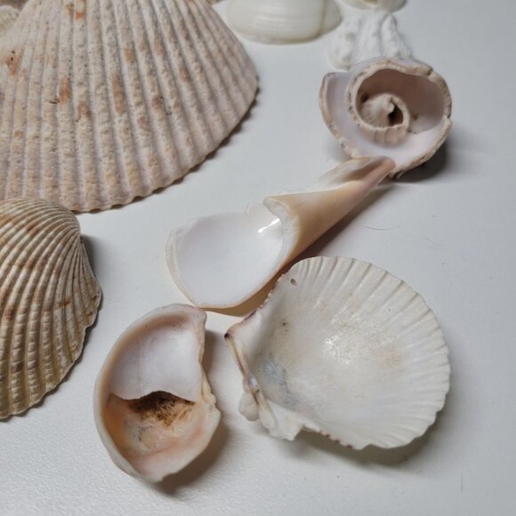 Seashell Nautical Decor Lot Mixed Sizes Half Clam Pieces Broken Parts Crafting - Picture 10 of 13